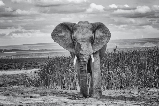 Steve Tye Photography